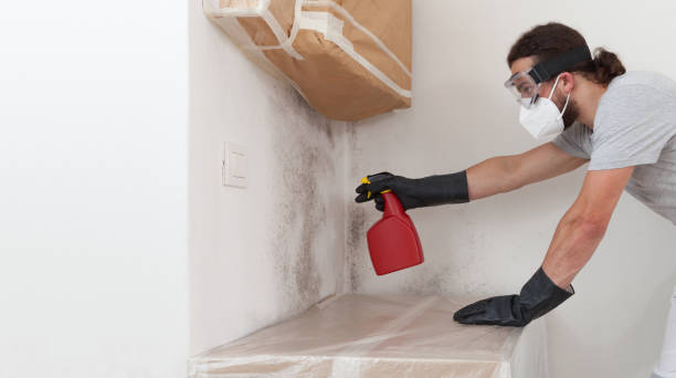 Professional Mold Removal technician working in Braintree, MA