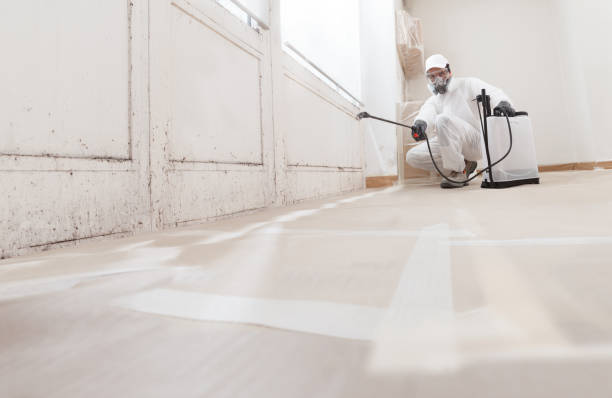 24/7 Emergency Mold Removal experts in Braintree, MA