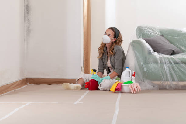 Reliable Mold Removal contractor in Braintree, MA by WQB Mold Removal