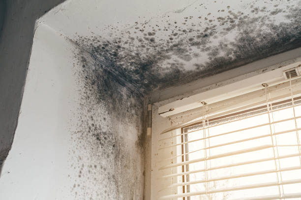 Affordable Mold Removal solutions in Braintree, MA